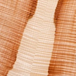 Special Edition Curly Maple